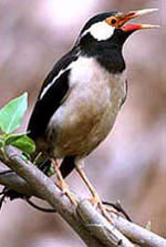 Bird Watching in Nepal